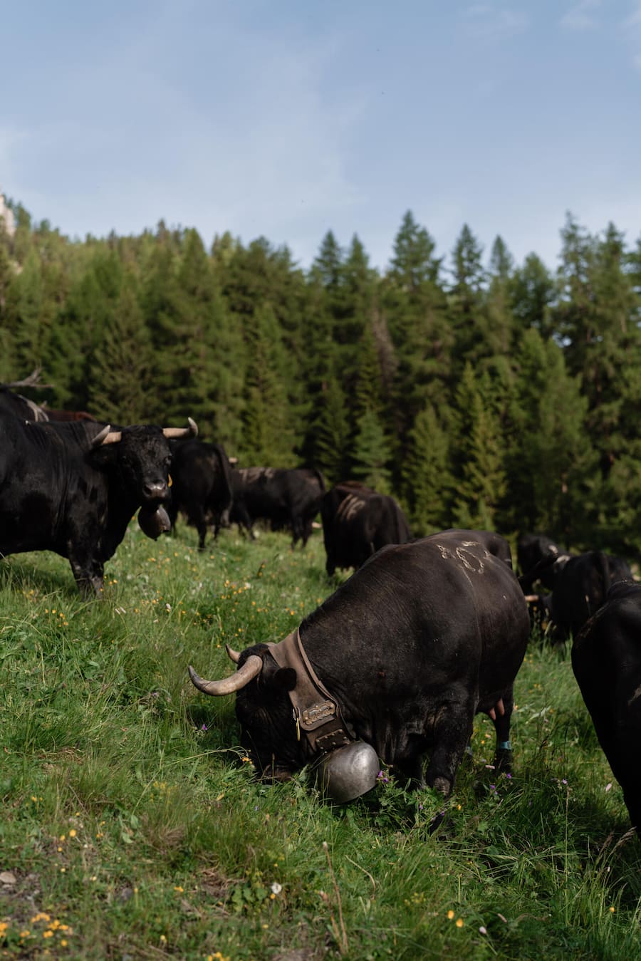 Mit Luma Delikatessen bei den Ehringerkühen im Wallis (Alpage de Mille im Val de Bagne) - 15. Juni 2022 - Copyright Olivia Pulver