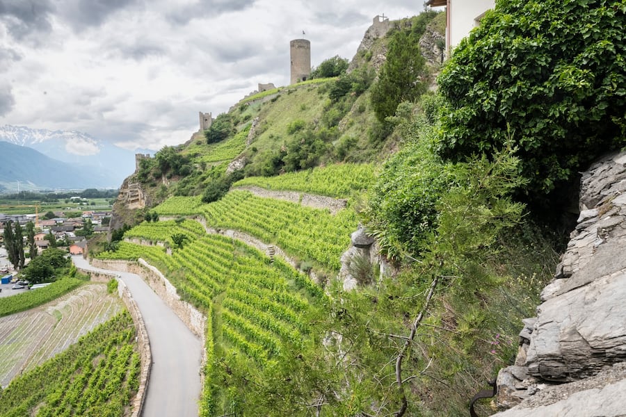 Vigneron.Gabriel Dussex à Saint-Pierre-de-Clages.Ici sa vigne la plus ancienne au pied du château de Saillon