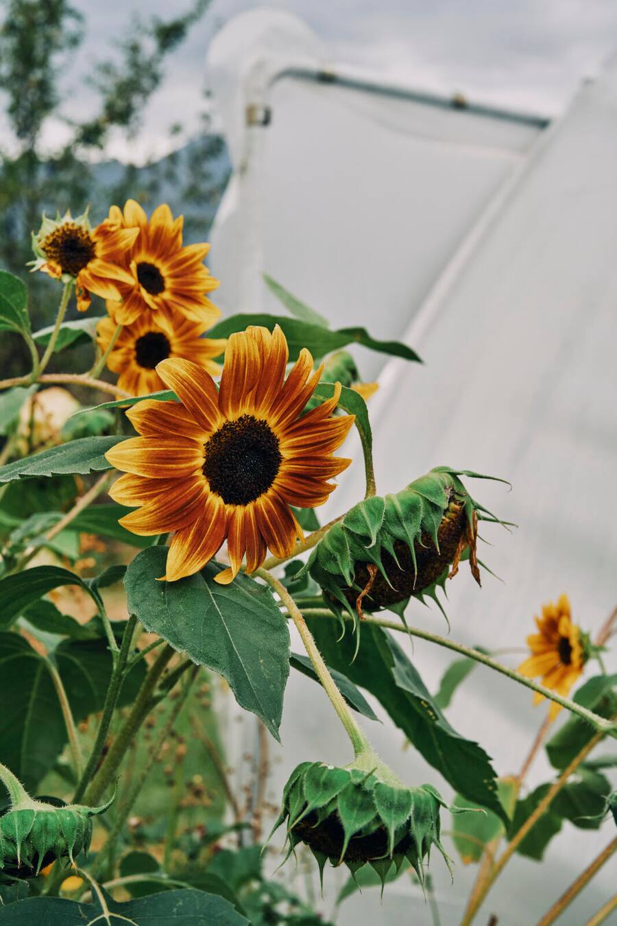 Garten Schloss Schauenstein, Fürstenau Andreas Caminada 2. Verwendung nach Absprache mit Nino (Bilder wurden für Marmite gemacht)