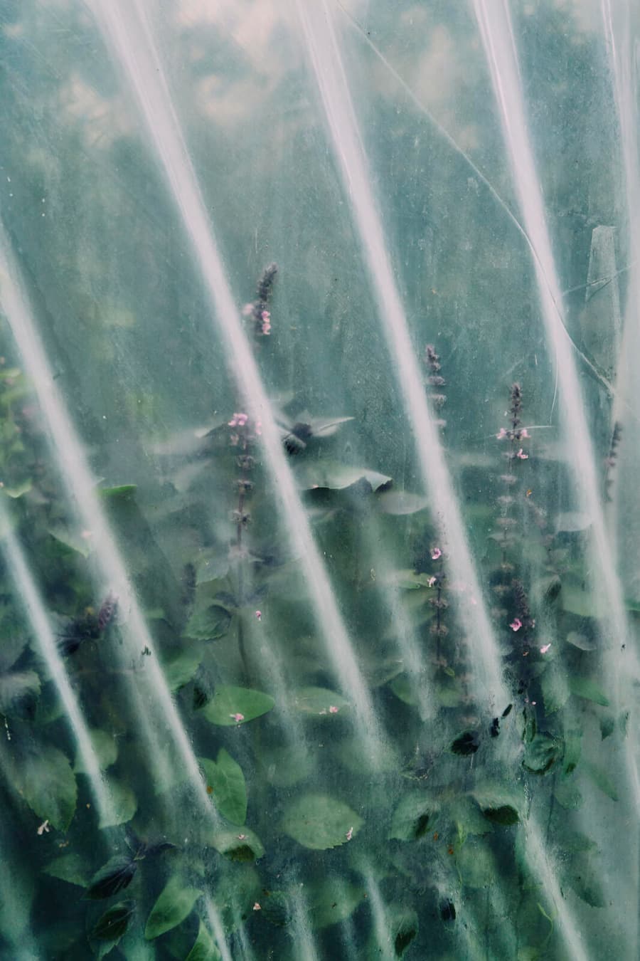 Garten Schloss Schauenstein, Fürstenau Andreas Caminada 2. Verwendung nach Absprache mit Nino (Bilder wurden für Marmite gemacht)