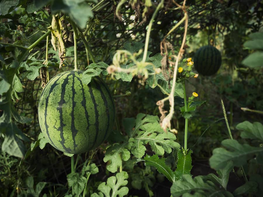 andreas caminada, fürstenau, food Honorarpflichig Garten Schloss Schauenstein, fotografiert 2024