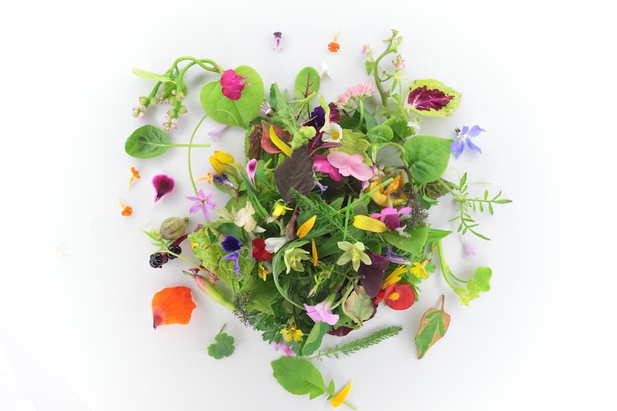 insalata sempliceâ by our Executive chef Stefano Baiocco. Villa Felrinelli Villa Feltrinelli, Gargnano, Italien