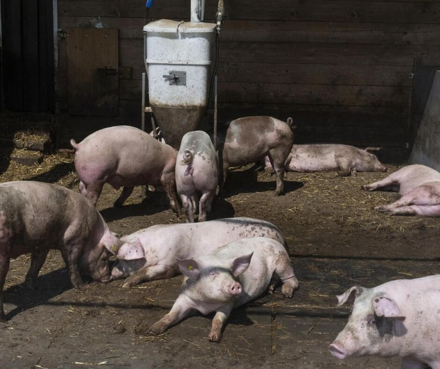 MultiColHorValentin Chappuis