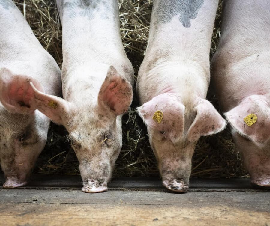 MultiColHorValentin Chappuis