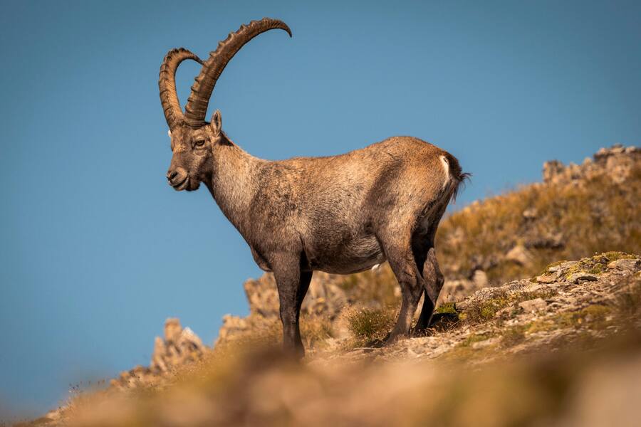 Steinbock oberhalb Val Chamuera / Engadin