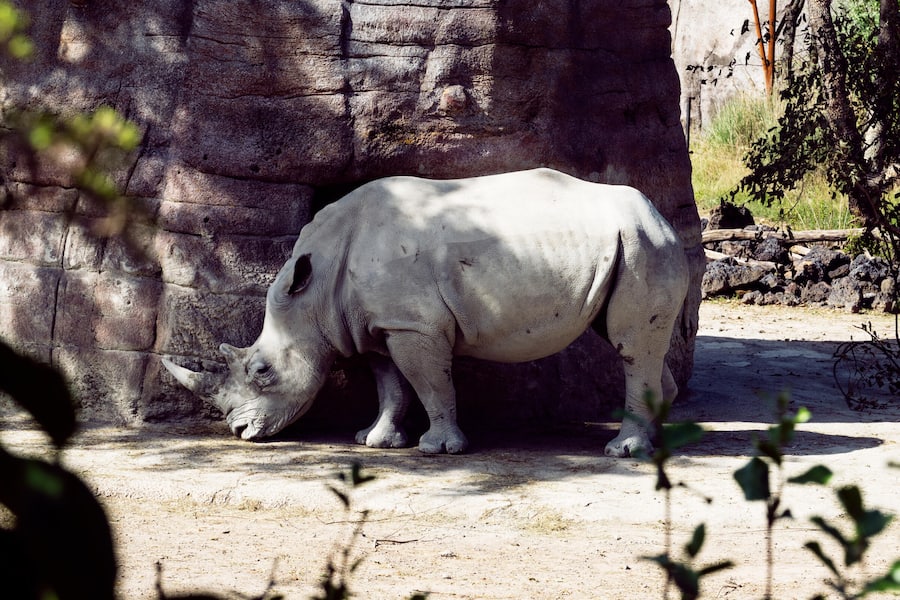 GM_Böni tranchiert_Zoo Zürich