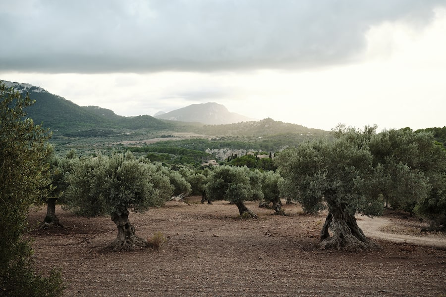 Olivenplantage Mallorca