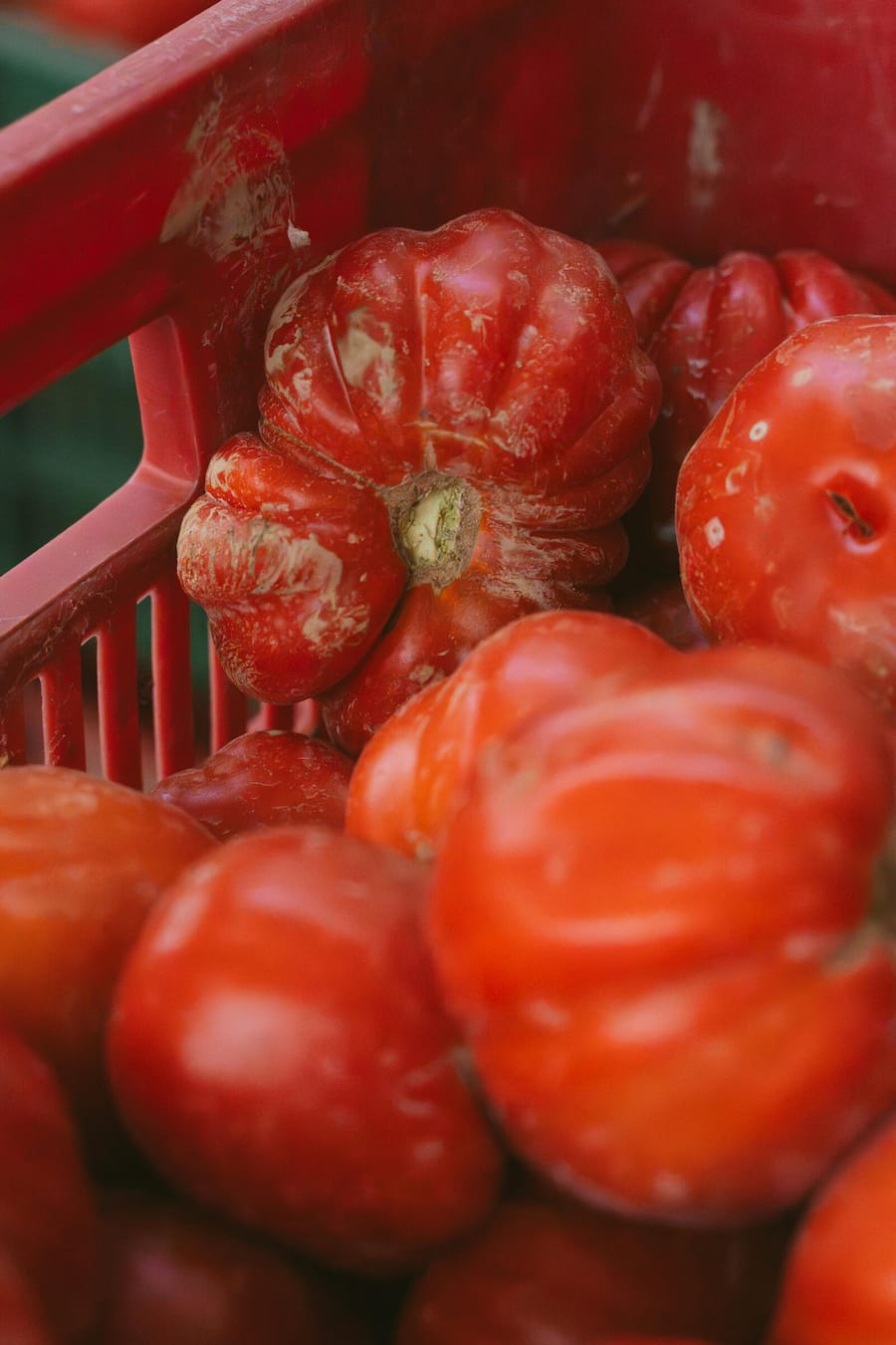 Tomaten und Olivenbauern Agenzia Agricola Belfiore in Loreto Aprutino Marco Ortolani und sein Team in Abruzzo, Italien Pastamanufaktur und Tomatenbauern in Abruzzen