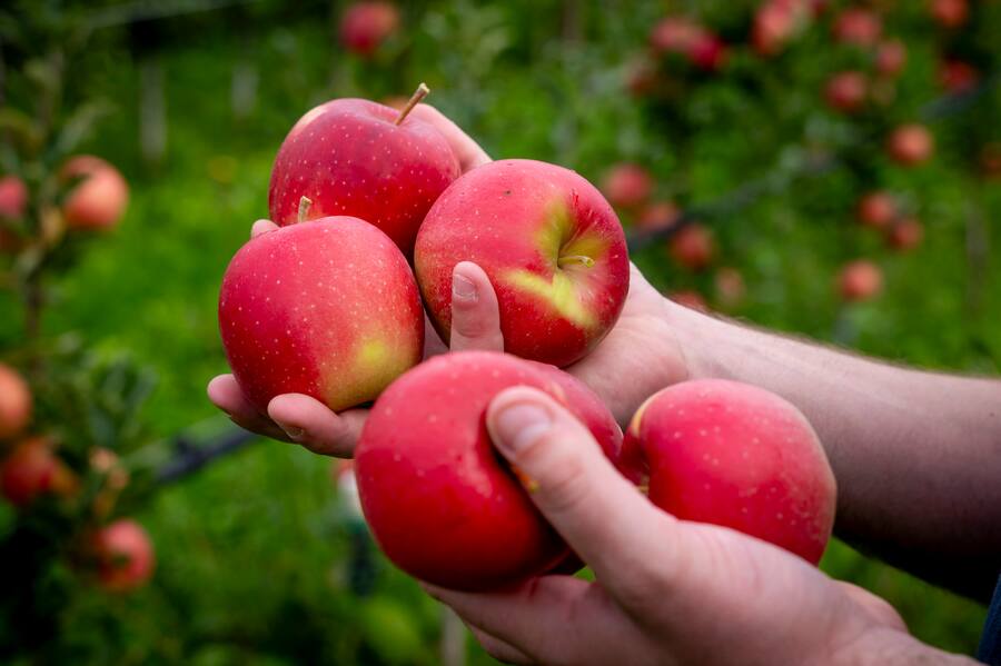 Léguriviera Jacot&Isabel Valentin Blondel L'Esprit du Fruit pomme