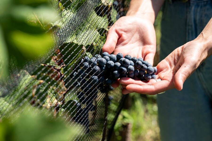 Mani Matte, Bio Weingut, Bellinzona, Satin Noir