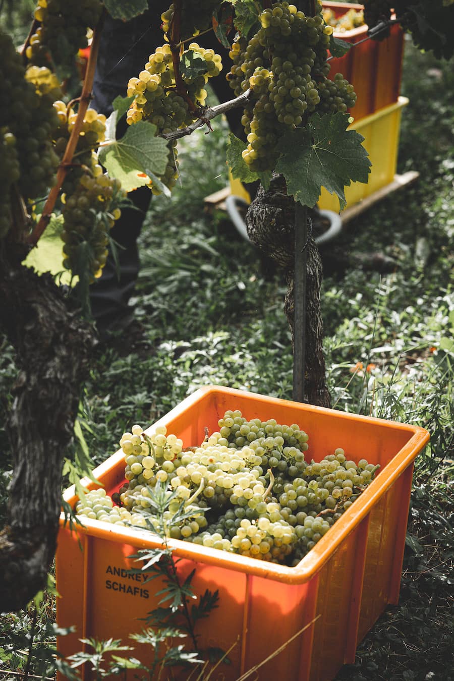 Weingut Andrey Schafis, Ligerz, BE