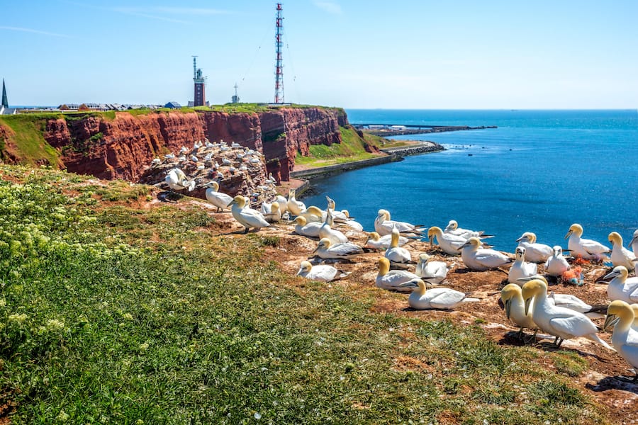 Helgoland, birds, Germany Excellence Flussreisen Helgoland