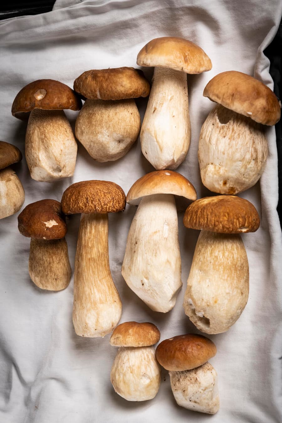 Jérémy Desbraux,chef de la "Maison Wenger" au Noirmont, sacré cuisinier de l'année 2025. Ici en train de nettoyer des bolets reçus la veille par un cueilleur de la région.