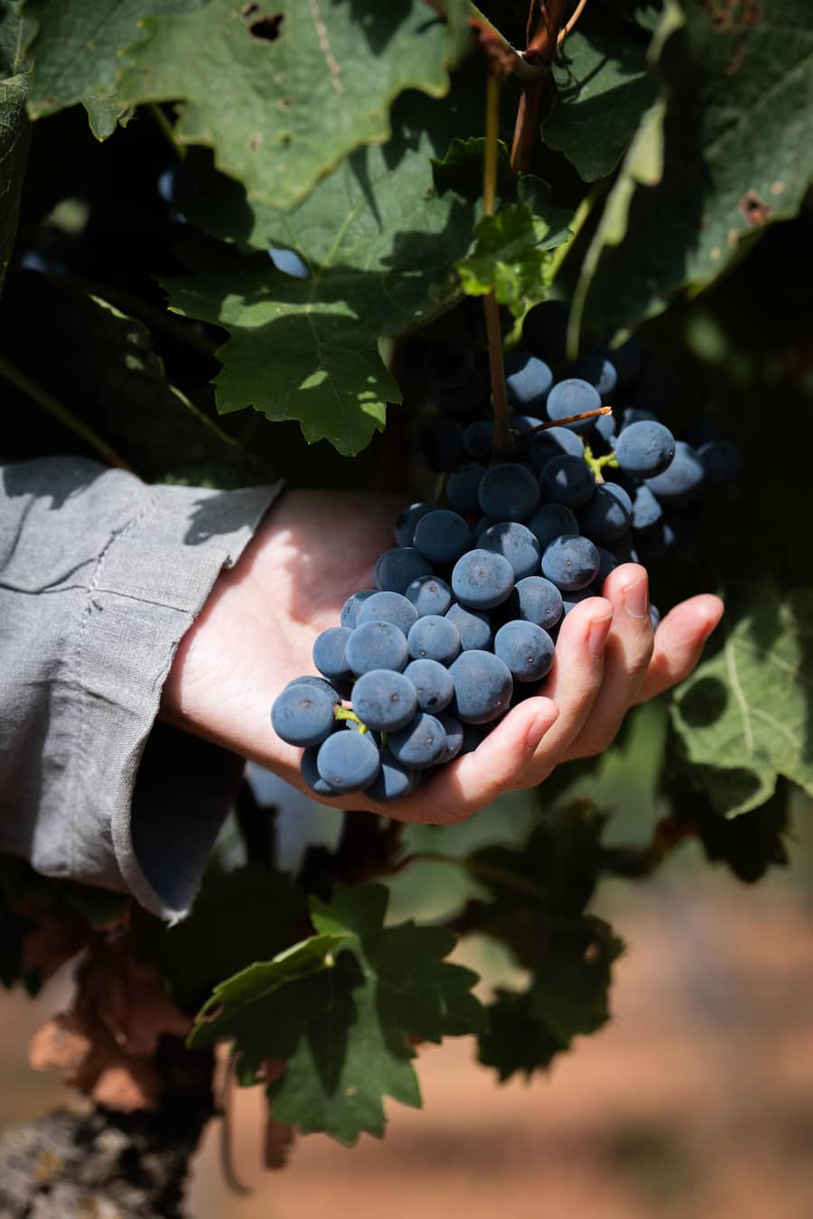 Schwarze Jacke Sara Juan, gelbe Jacke Maria Larrea und graue Jacke Maria Urrutia Ybarra Bodega Bela, Weingut CVNE, Villalba de Duero, Burgos, Spanien