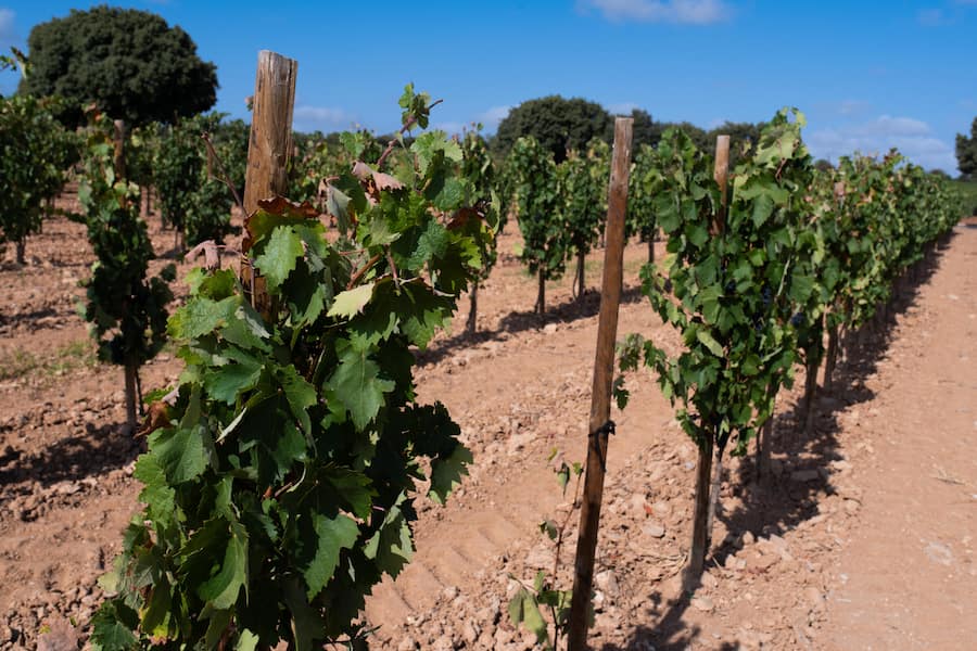 Schwarze Jacke Sara Juan, gelbe Jacke Maria Larrea und graue Jacke Maria Urrutia Ybarra Bodega Bela, Weingut CVNE, Villalba de Duero, Burgos, Spanien