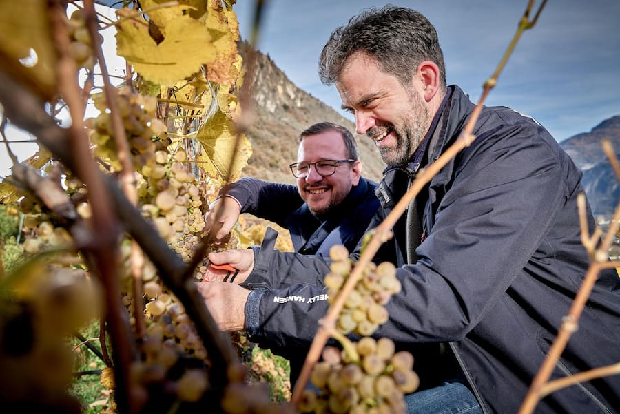 FULLY, le 11 novembre 2025, Philipp Matthias Bregy und Damien Cottier bei der Weinernte FDP-Fraktionschef und Mitte-Präsident.dans le vignes aux vendanges tardives © sedrik nemeth