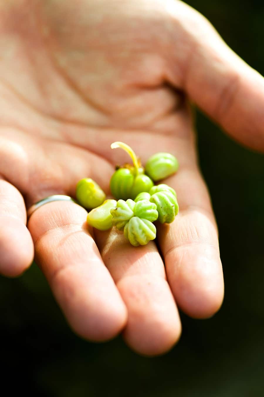 Andreas Caminada, Spitzenkoch gibt Kochkurs in Zusammenarbeit mit Bio-Cuisine, auf Schloss Schauenstein im OZ, 14. November 2025, Fürstenau GR Caminada & sein Bio-Cuisine-Kochkurs