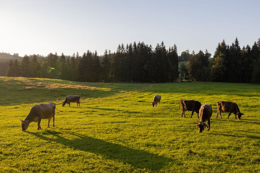 Luma Delikatessen Bio Rindfleisch