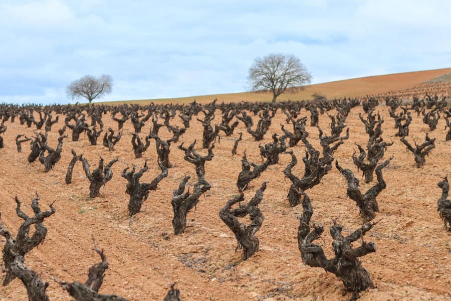 Soll man beim Schenken viele Worte über das Weingut, hier die Bodegas Sei Solo, verlieren?