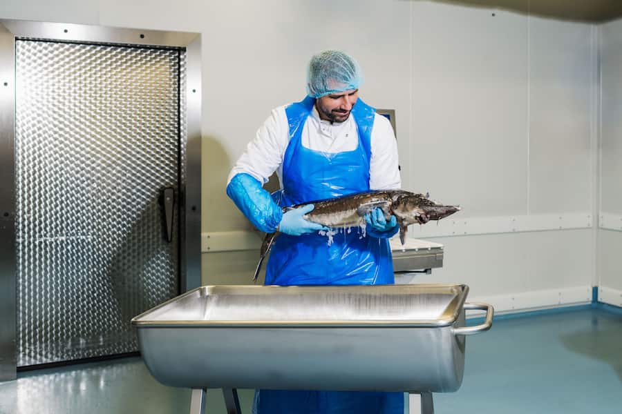 Starchef Sven Wassmer bei Oona in Frutigen. Objekt der Begierde: Ultrafischer Kaviar vom Stör.