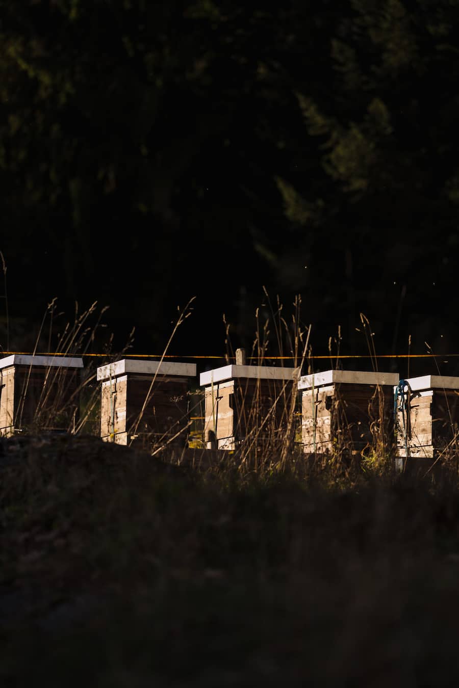 Eigene Bienen - Hotel Villa Honegg, Ennetbürgen - Küchenchefin Nadine Stadelmann - November 2025 - Copyright Olivia Pulver