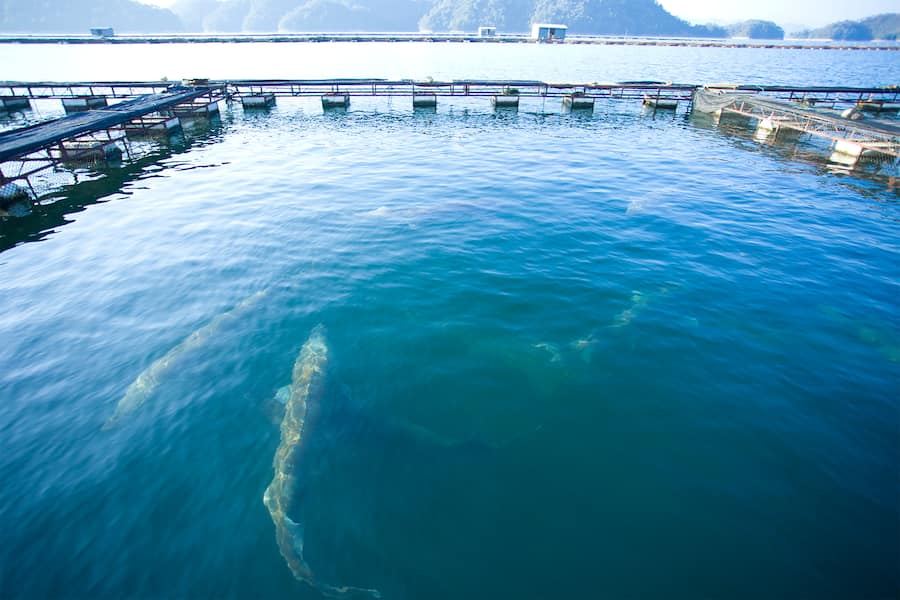 Kaviar Zucht 1000 Inseln