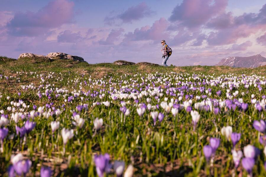 Beatenberg Wiese mit Krokus im Frühling, Berner Oberland