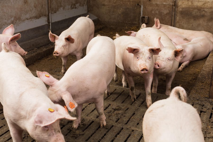 Handselected Pork LUMA von Produzent Bruno Vollenweider.