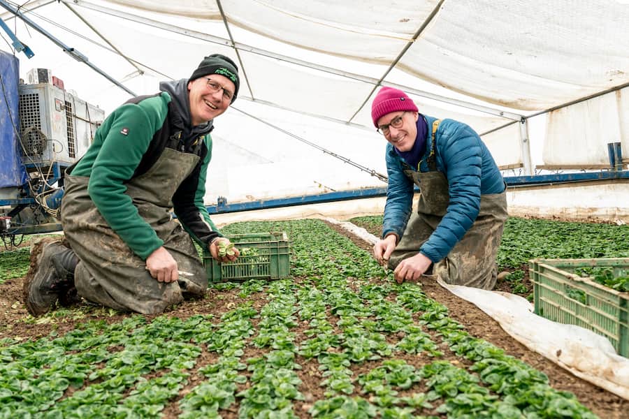 Nüsslisalat, mit Böni bei Thomas Käser, in Birmenstorf AG