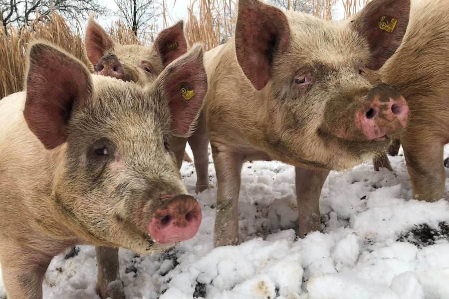 Oermelinger Schweine von Hof Farnsburg