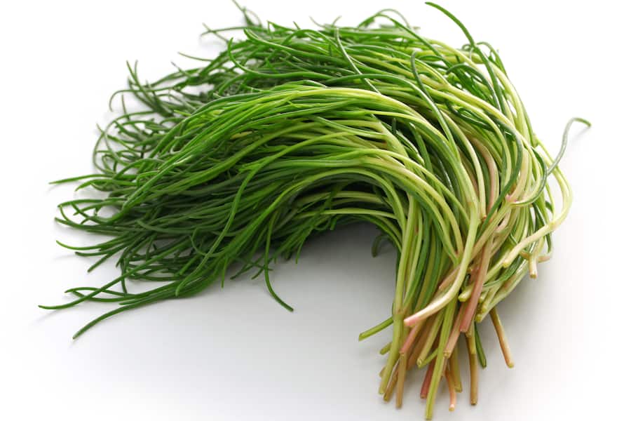 fresh agretti, italian vegetable isolated on white background
