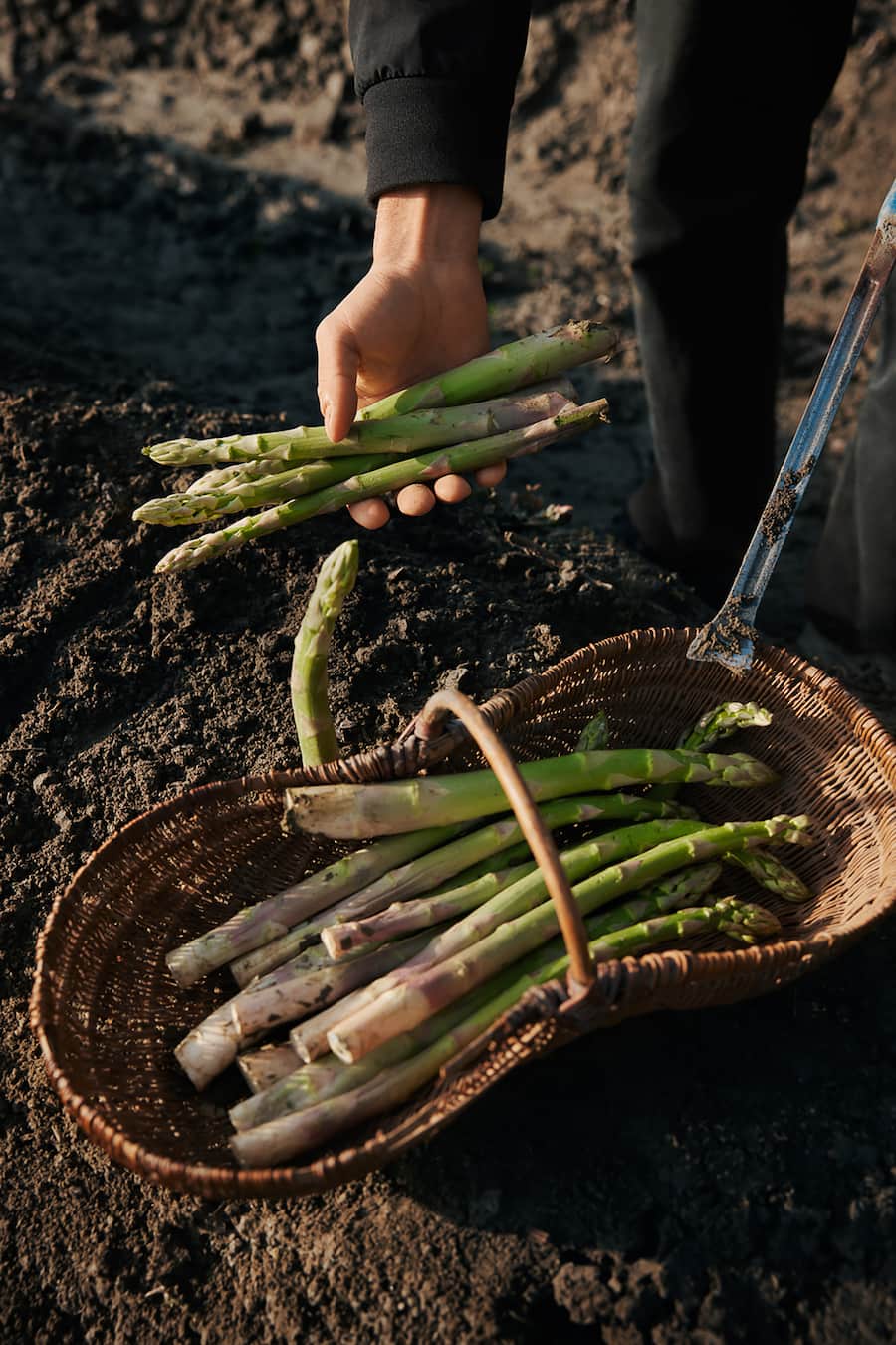 Grüner Spargel Guy Ravet Nespresso
