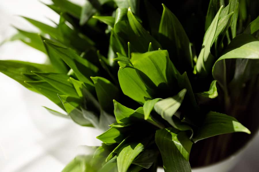 GM_DidisFrieden_Bärlauch