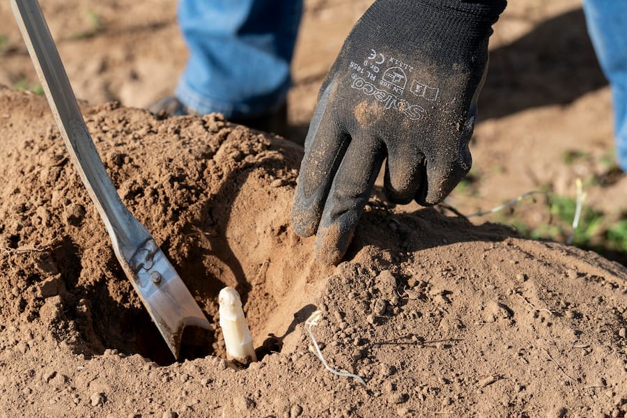 Die Reise des Badischen Spargels, auf Spargelhof Mönich in Griesheim (D), Böni sticht Spargeln, Details