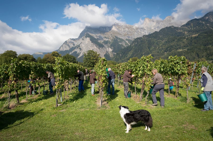 Blick in den Rebberg zum Start der Hauptlese der Blauburgunder-Trauben in der Buendner Herrschaft.