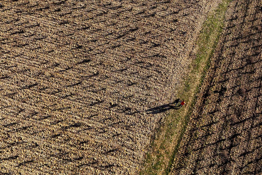 Châteauneuf-du-Pape: Steine in den Rebzeilen speichern Wärme. Der Wind kommt vom Mont Ventoux.