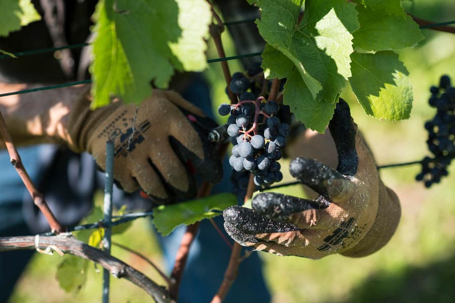Ein Erntehelfer schneidet Trauben, zum Start der Hauptlese der Blauburgunder-Trauben in der Buendner Herrschaft.