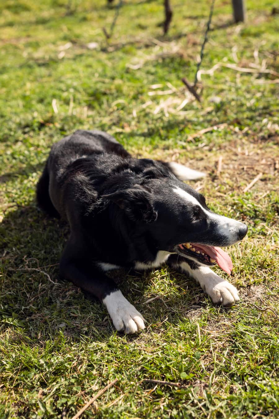 05.03.2026, Malans GR, Weingut Luzi Boner, Bio-Winzer Luzi Boner, Hofhund Menin (Border Collie) (photo by Remy Steiner for Gault Millau)
