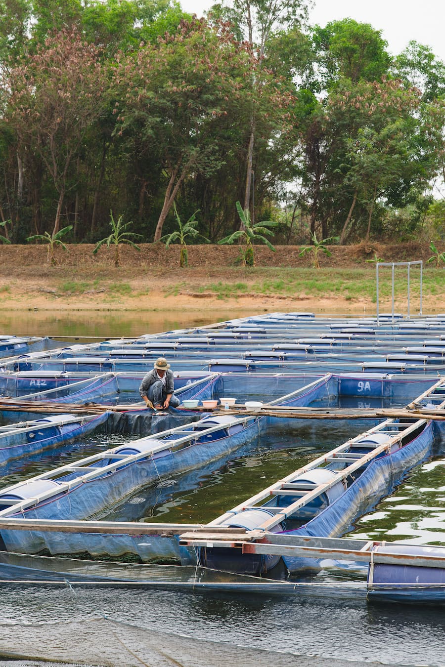 Fischzucht Smiling Gecko