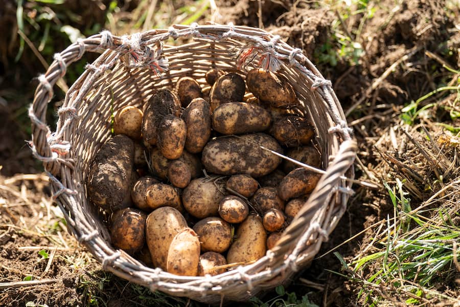 Hansjoerg Ladurner , Scalottas Lenzerheide, Kartoffelernte in Lain