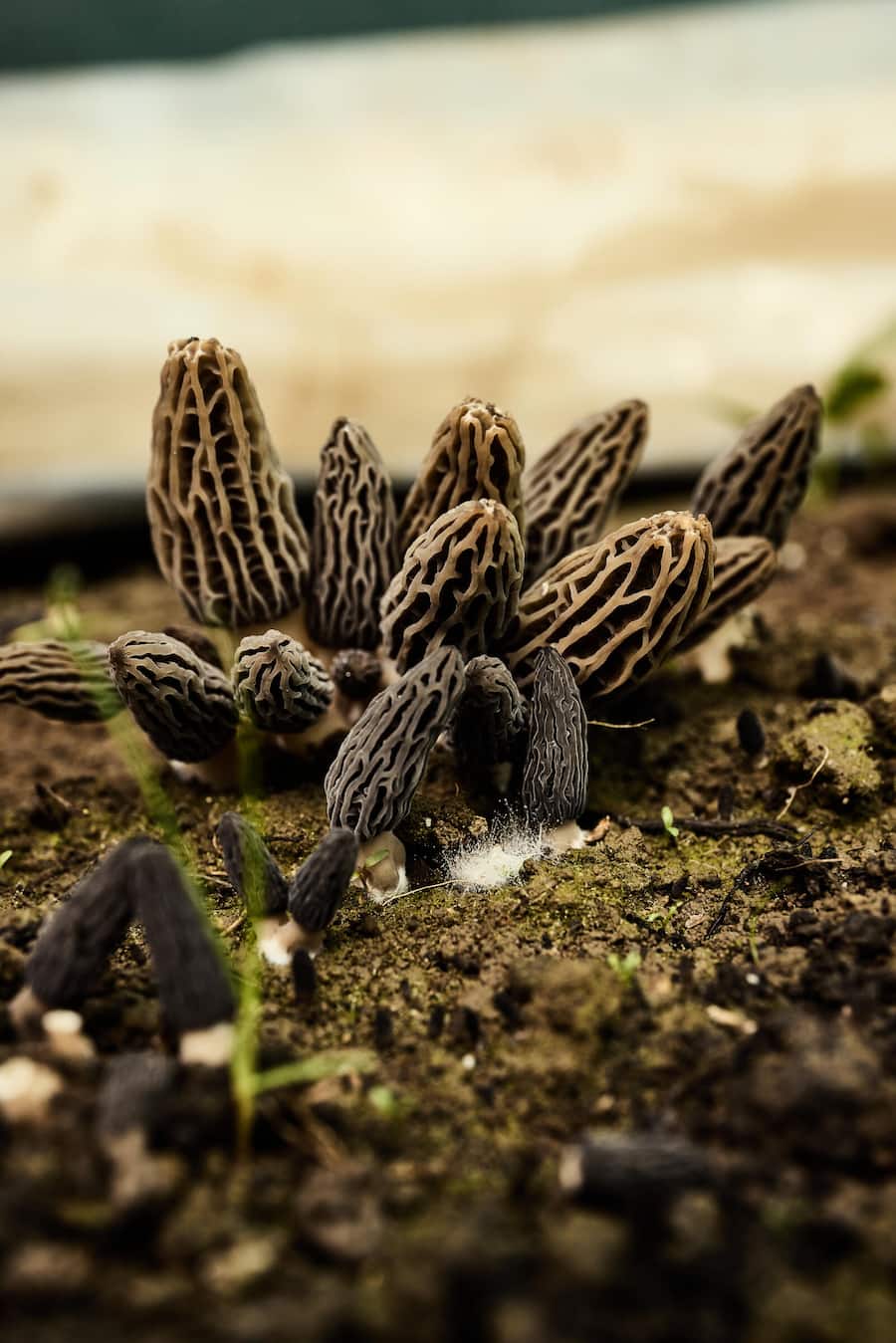 Morchelzucht von Monsieur Ben.