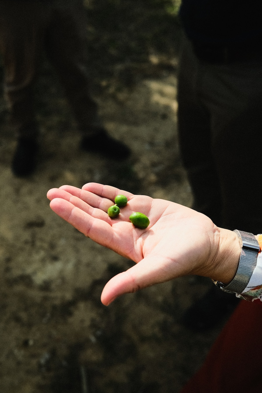 Oliven frisch vom Baum