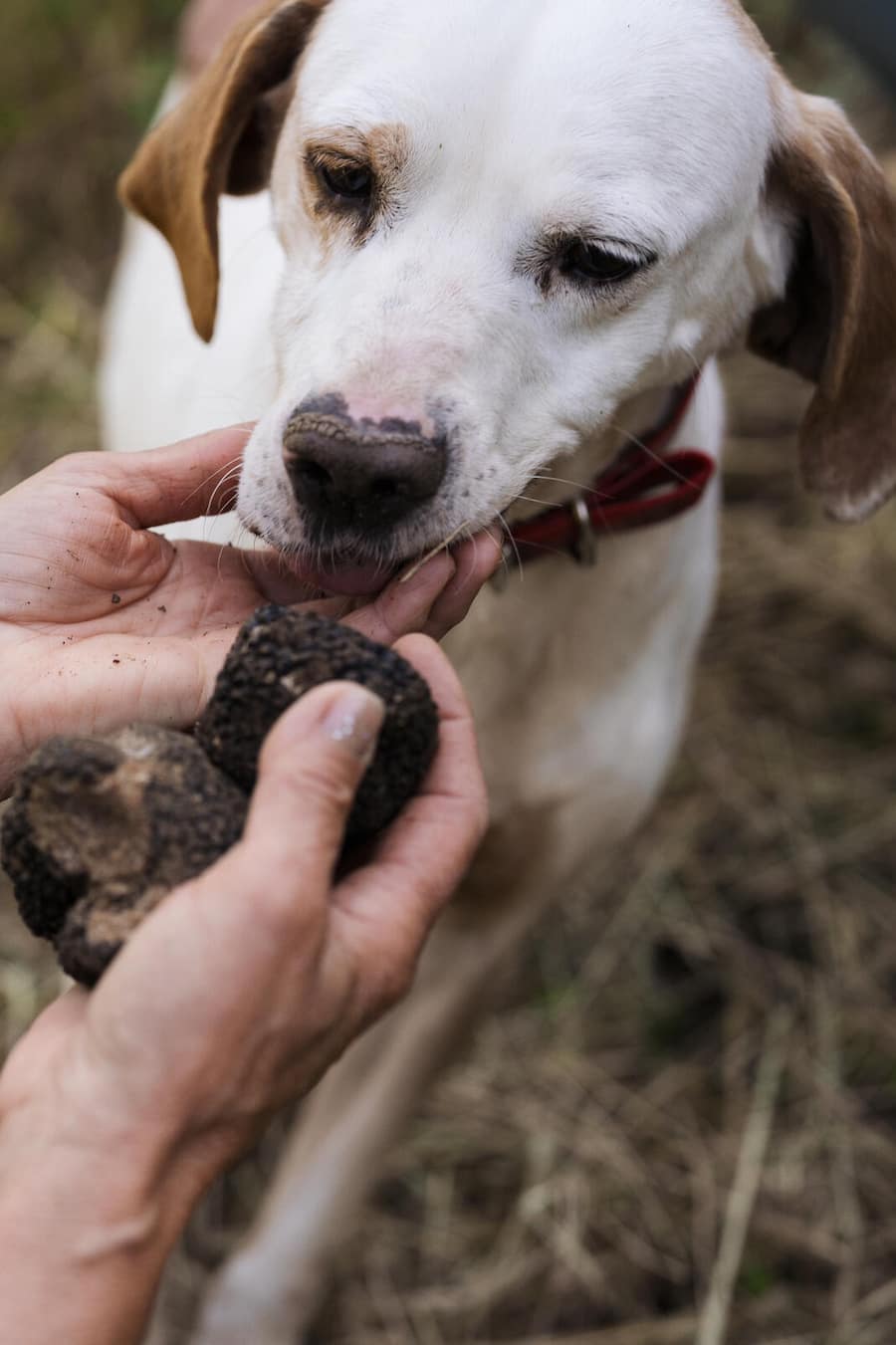 Trüffelsucherin Candida mit Hund Selly - Auf Trüffelsuche in der Urbani Plantage - Bianchi zu Besuch bei Urbani Trüffel in Scheggino Italien - Mai 2026 - Copyright Olivia Pulver