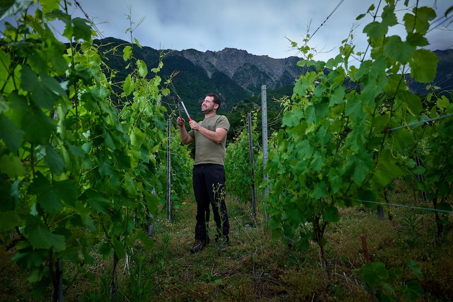 Pierre Dorsaz, Cave des collines.
