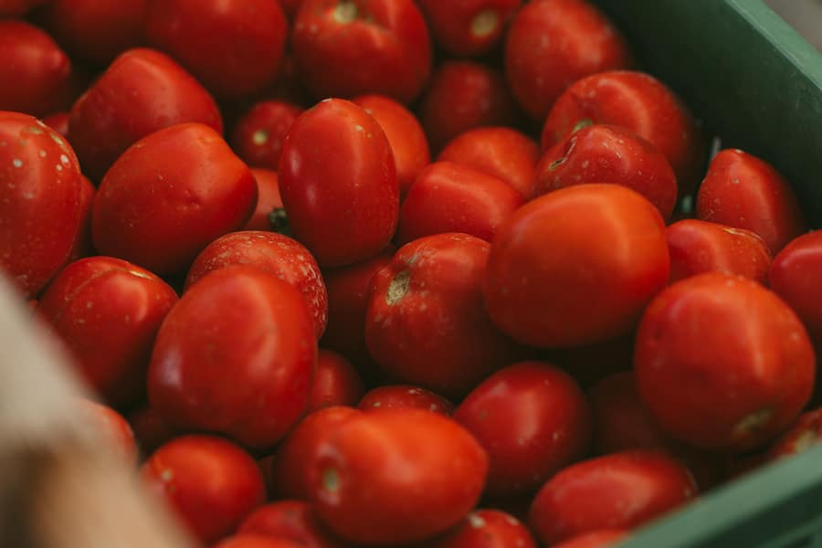 Tomaten und Olivenbauern Agenzia Agricola Belfiore in Loreto Aprutino Marco Ortolani und sein Team in Abruzzo, Italien Pastamanufaktur und Tomatenbauern in Abruzzen
