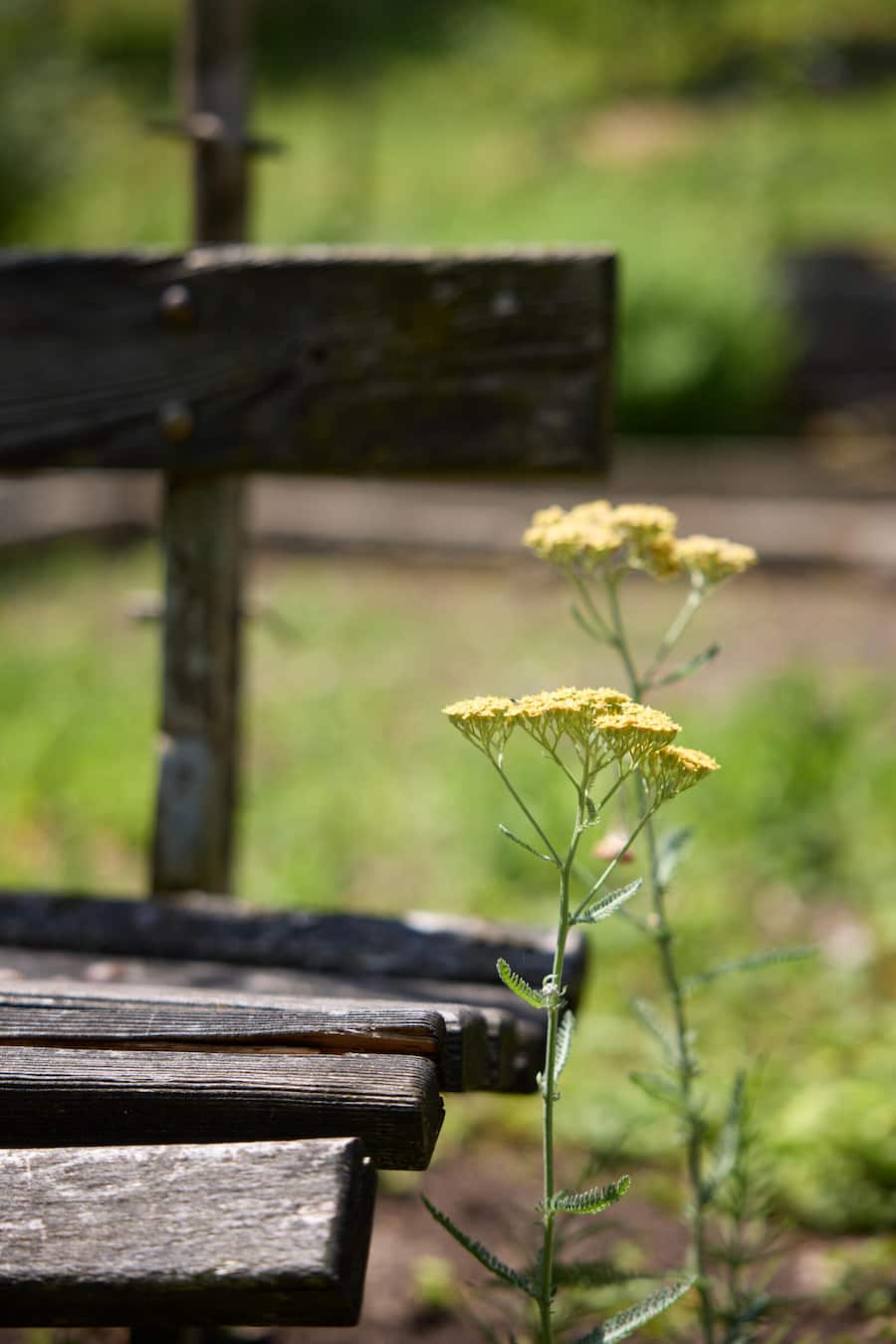 Schrebergarten