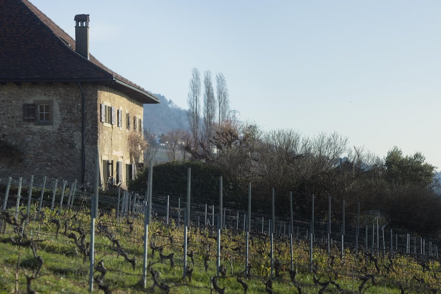 Vincent Graenicher, Graenicher Vins, VD