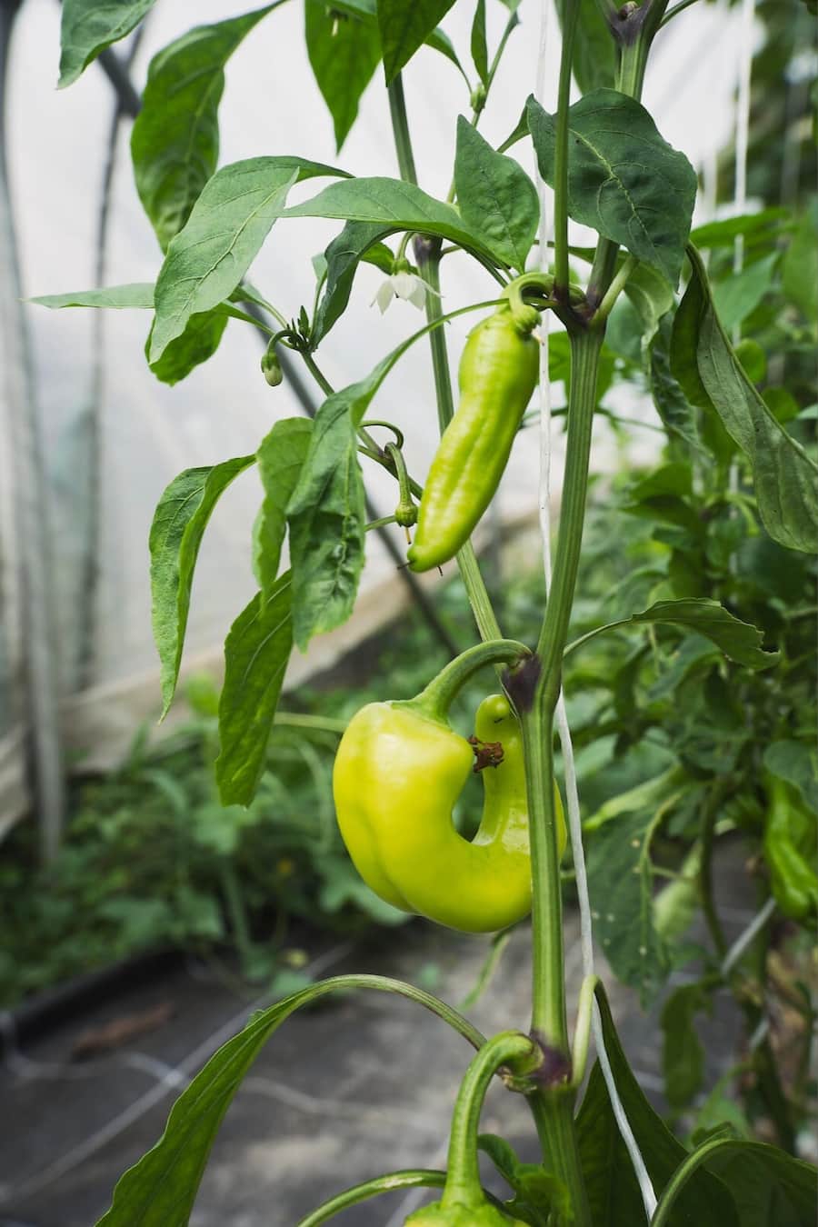 Chilis Schauenstein