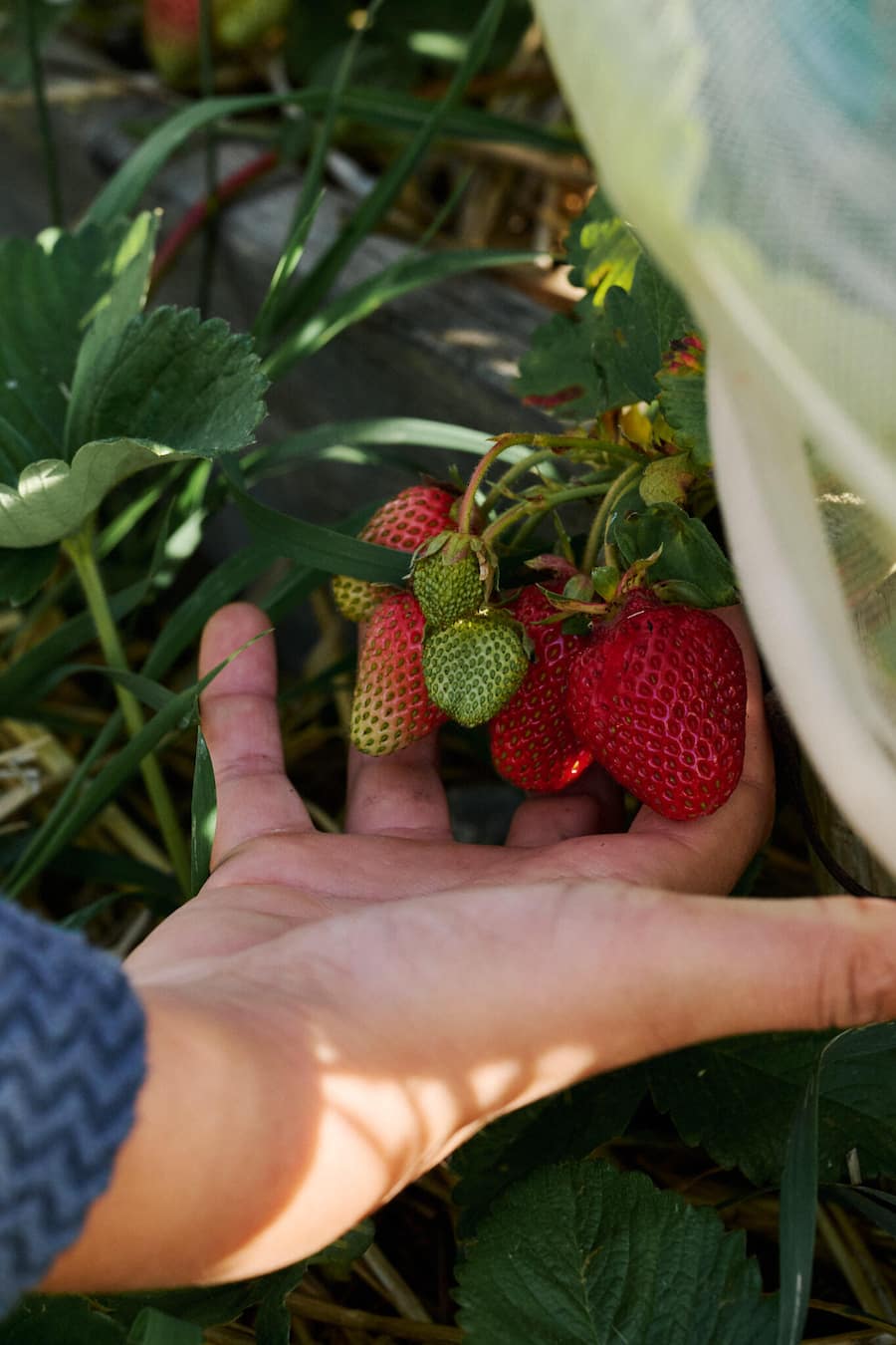 Erdbeeren werden auf 1’721 Metern über Meer erst im Juli reif.