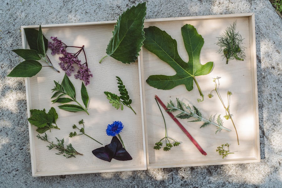 Verschiedene Kräuter, Aromen aus dem Garten - Videodreh Swiss Mountain Spring mit Andreas Caminada auf Schloss Schauenstein, Fürstenau - 06/2023 - Copyright Olivia Pulver